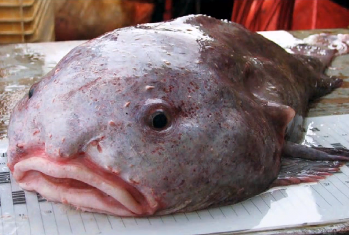 this-blobfish-was-just-voted-the-worlds-ugliest-animal-jpg