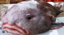 this-blobfish-was-just-voted-the-worlds-ugliest-animal-jpg