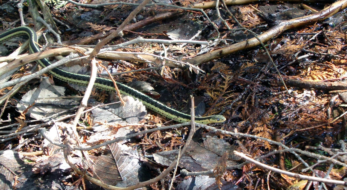 Eastern Gartersnake