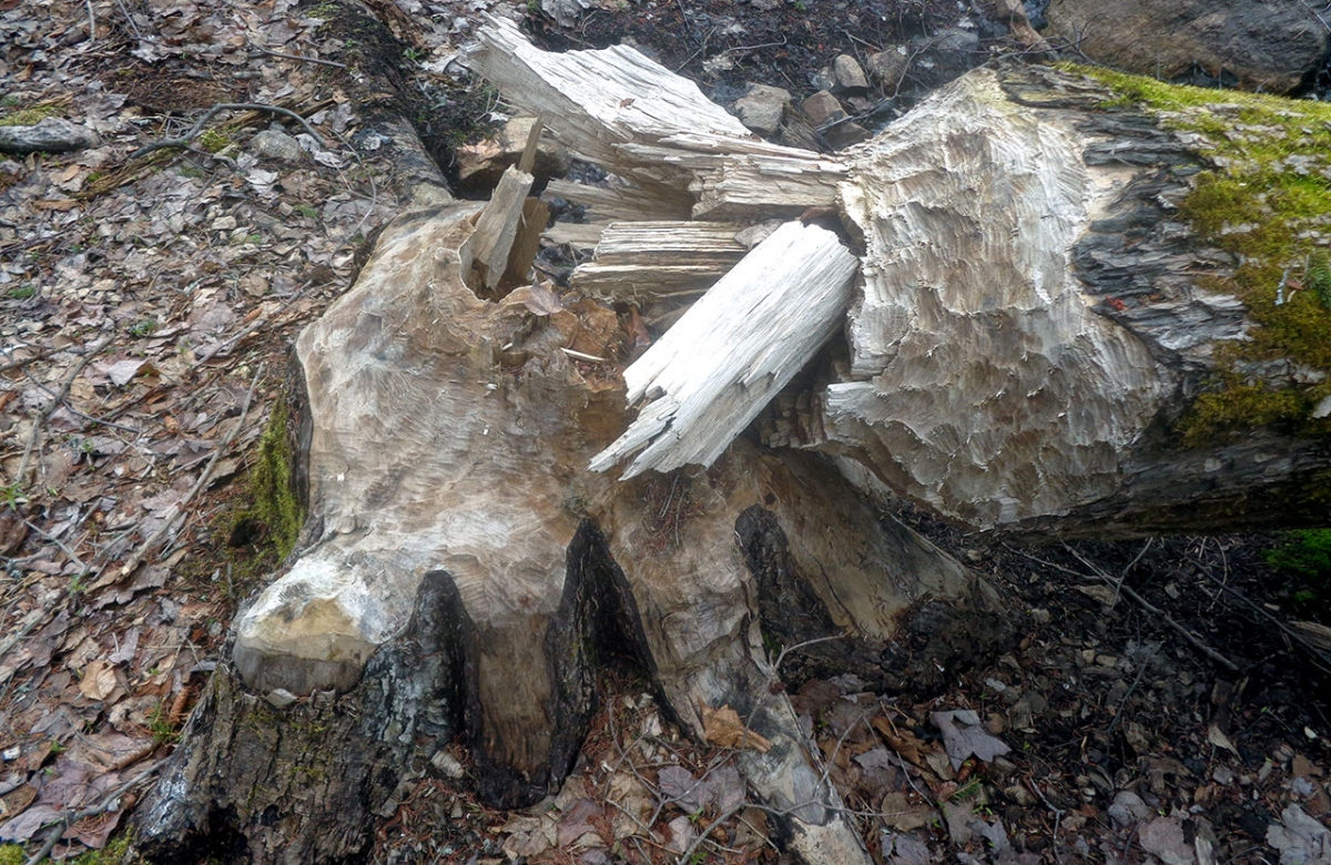 I wonder how long it took the beaver to chomp this fucker down...