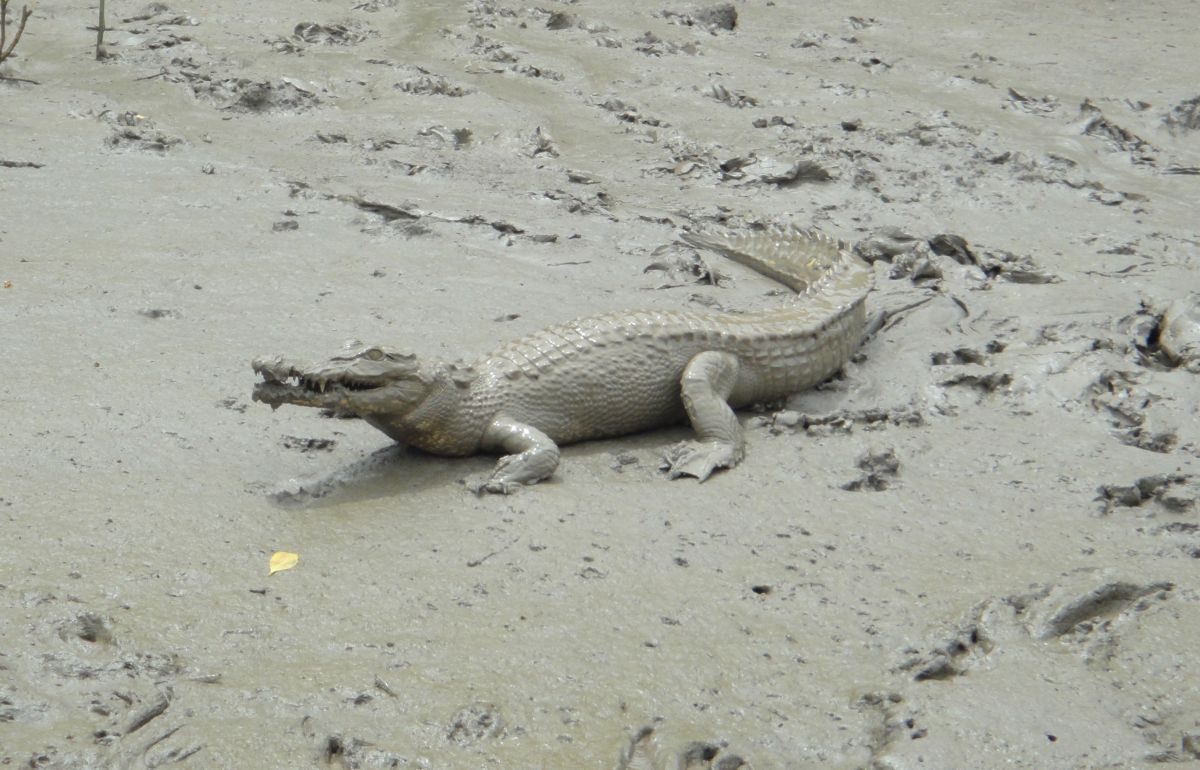 happycroc-crop
